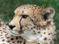 Cheetah head