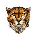 Cheetah head portrait from a splash of watercolor, colored drawing, realistic Royalty Free Stock Photo