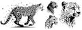 Cheetah heads black and white vector. Silhouette svg shapes of cheetah illustration.