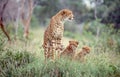 Cheetah With Her Cubs Royalty Free Stock Photo