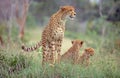Cheetah With Her Cubs Royalty Free Stock Photo