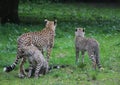 Cheetah with her youngs Royalty Free Stock Photo