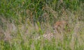 Cheetah hidden in the tall grass on the savanna