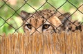 Cheetah is hiding the lower half of its face behind a wooden fence in its enclosure