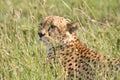 Cheetah Hiding in Tall Grass in Tanzania Royalty Free Stock Photo