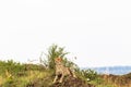 Cheetah on the hill. View point in savanna. Masai Mara, Kenya Royalty Free Stock Photo