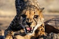 Cheetah hiss, head portrait, namibia