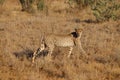 Cheetah on hunt in a dry savannah. Royalty Free Stock Photo