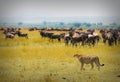 Cheetah hunting Royalty Free Stock Photo