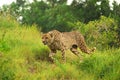 Cheetah hunting Royalty Free Stock Photo