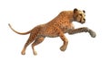 Cheetah hunting, animal on white background