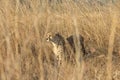 Cheetah Hunting Royalty Free Stock Photo