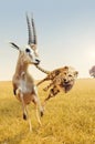 Cheetah hunting gazelle on Africa's savanna Royalty Free Stock Photo