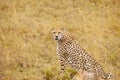 Cheetah hunting in the savannah