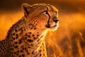 Cheetah Hunting in the Savannah: Details of the Cheetah\'s Face and Body Captured