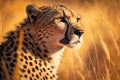 Cheetah Hunting in the Savannah: Details of the Cheetah\'s Face and Body Captured