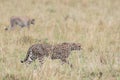 Cheetah in Masai Mara Game Reserve, Kenya Royalty Free Stock Photo