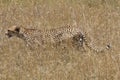 Cheetah hunting in the savannah Royalty Free Stock Photo