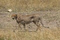 Cheetah hunting in the savannah Royalty Free Stock Photo