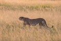 Cheetah hunting at Sunset