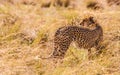 Cheetah hunting in the wild Royalty Free Stock Photo