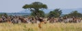 Cheetah hunts for a herd of zebras and wildebeest. Kenya. Tanzania. Africa. National Park. Serengeti. Maasai Mara.