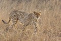 The Cheetah hunts at the Savannah