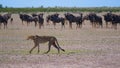 Cheetah hunts Wildebeest in the Wild, Felidae, Wild Nature, Wild Animal