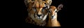 Cheetah and Impala Striking Contrast, Powerful Predators and Prey on Black Background Royalty Free Stock Photo