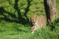 Cheetah isolated hunting