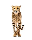 cheetah isolated on white background. Royalty Free Stock Photo