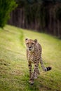 Cheetah and its direct gaze Royalty Free Stock Photo