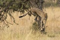 Cheetah Jumping From Tree Royalty Free Stock Photo
