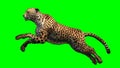 Cheetah jumping in front on a green background