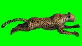 Cheetah jumping in front on a green background