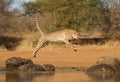 Cheetah jumping between two rocks, Acinonyx jubatus, South Afr