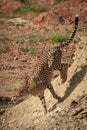 Cheetah jumps down gravel pile in sunshine