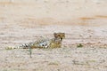 Cheetah in the Kalahari Desert Royalty Free Stock Photo