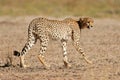 Cheetah, Kalahari desert, South Africa Royalty Free Stock Photo