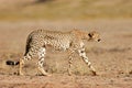 Cheetah, Kalahari desert, South Africa Royalty Free Stock Photo