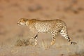 Cheetah, Kalahari desert, South Africa Royalty Free Stock Photo
