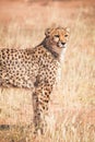 Cheetah is keeping watch in the steppe of Namibia Royalty Free Stock Photo