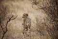 Cheetah in Kenia (Acinonyx Jubatus)