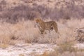Cheetah at kgalagadi national park Royalty Free Stock Photo