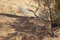 Cheetah in Kgalagari transfrontier park, South Africa Royalty Free Stock Photo