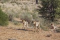 Cheetah in Kgalagari transfrontier park, South Africa Royalty Free Stock Photo