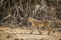 Cheetah in Kgalagari transfrontier park, South Africa Royalty Free Stock Photo