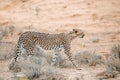 Cheetah in Kgalagari transfrontier park, South Africa Royalty Free Stock Photo