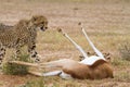 Cheetah kill Royalty Free Stock Photo
