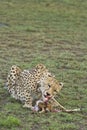 Cheetah eating a fresh kill Royalty Free Stock Photo